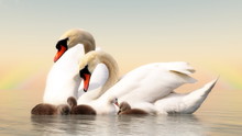 Swan Family - 3D Render