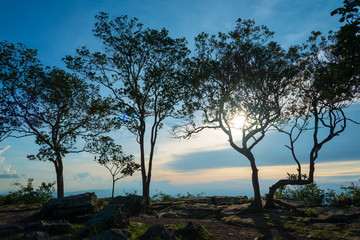 Wall Mural - sunrise with tree