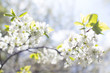 © fox17 - spring tree