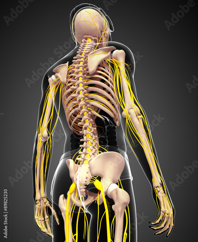 Naklejka na meble Męski szkielet i grafika układu nerwowego