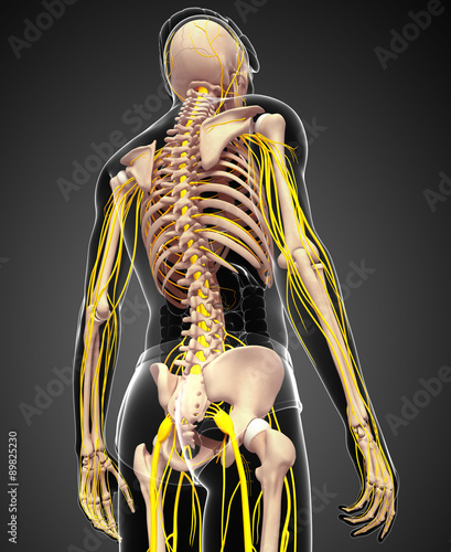Naklejka na kafelki Męski szkielet i grafika układu nerwowego
