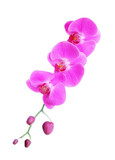 Fototapeta Storczyk - pink orchid flower isolated on white background