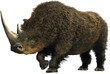 Woolly Rhinoceros/Collage representative of the Pleistocene (Ice Age) - woolly rhinoceros.