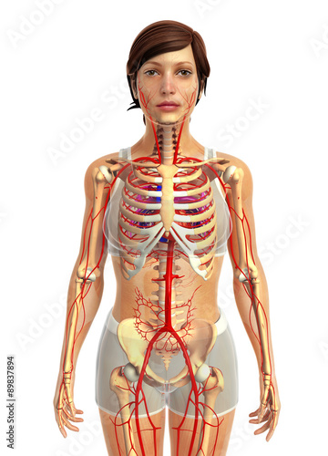 Tapeta ścienna na wymiar 3d rendered illustration of female heart anatomy