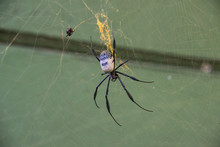 A Golden Orb Spider In A Web, South Africa