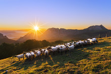 Flock Of Sheep In Saibi Mountain