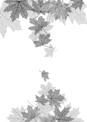 Wall Mural - Dry autumn maple leaves silhouettes falling background, vector illustration.