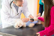Veterinarian wrapping a bandage on Pekinese 's hurt paw