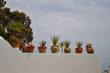 Photography of flowerpots on a wall in a sunny day