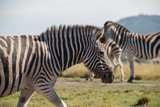 Fototapeta Konie - Zebra walking
