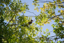 Forest Marten Among Green Leaves And Branches Of Trees