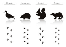 Set Of Animal And Bird Trails With Name.