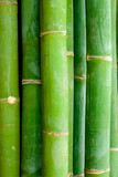 Fototapeta Sypialnia - Detail close-up view of bamboo sticks