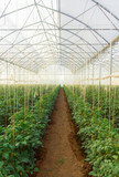 Fototapeta  - Young plants in greenhouse