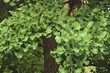 © Azahara MarcosDeLeon - ginko biloba foliage, green nature background