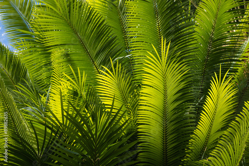 sunlit palm tree fronds