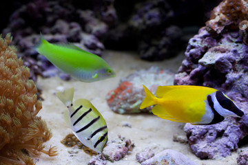 Wall Mural - Marine tropical aquarium with colorful fishes