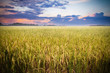 Rice field ready for harvest with beautiful sunset background