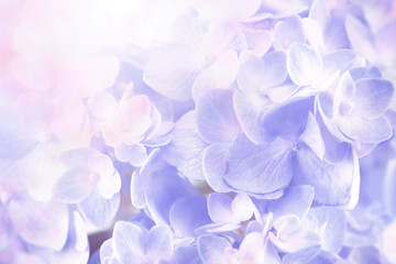 Wall Mural - sweet hydrangea flowers background