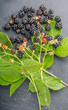 Blackberries on wooden background