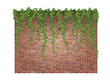 Hanging down ivy shoots on the brick wall background.
