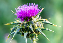 Thistle / In The Picture We See A Thistle Flower In A Pink Nice