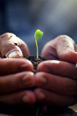 Seedlings in the hands of agriculture