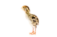 Little Quail Chick Isolated On White Background
