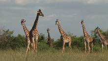 A Herd Of Giraffes