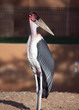 African Marabou stork