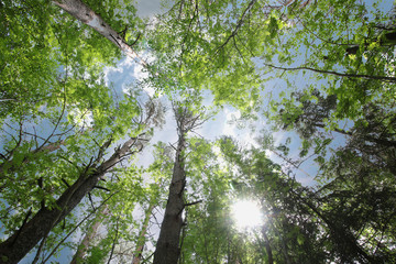 foliage of trees against the sky