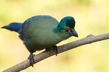 Purple-crested Turaco (Tauraco Porphyreolophus) Leaning Over
