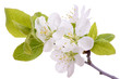 Blütenstand an einem Pflaumenbaum, isoliert vor weißem Hintergrund