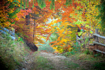 Wall Mural - amazing vibrant autumn fall colors in forest landscape and footp