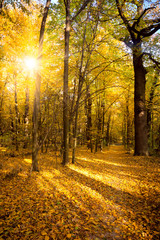 Wall Mural - gold autumn with sunlight and sunbeams - beautiful trees in the