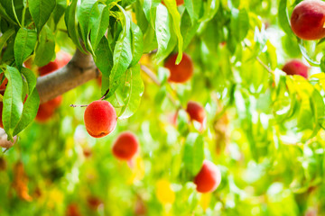 Wall Mural - Peaches on the tree