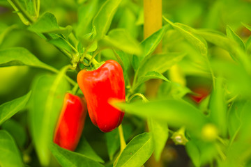 Canvas Print - Sweet peppers on the vine