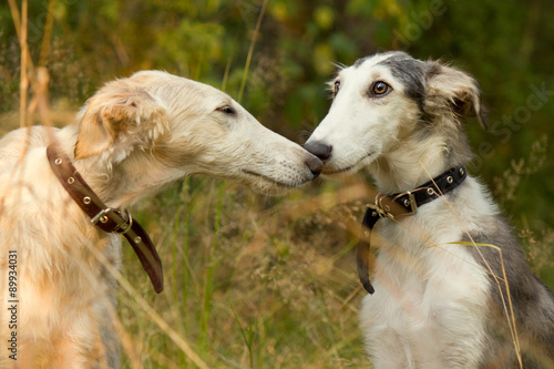 Fototapeta  Psí polibky