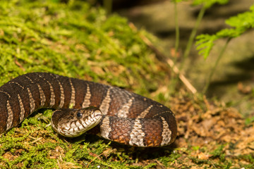 Wall Mural - Northern Water Snake