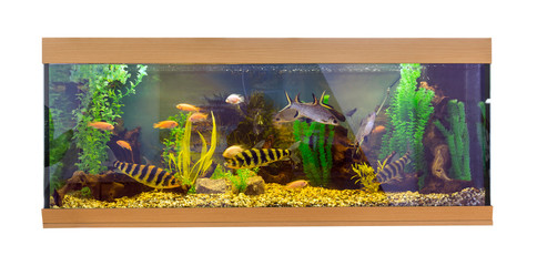 Poster - Large rectangular aquarium with tropical fish