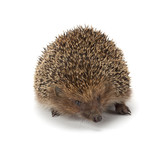 Fototapeta Zwierzęta - hedgehog
