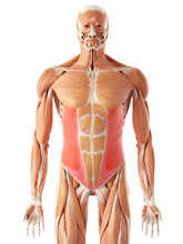 Medically Accurate Illustration Of The Exernal Oblique