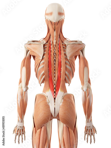 Naklejka na szybę medically accurate illustration of the longissimus thoracis