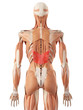 medically accurate illustration of the serratus posterior inferior