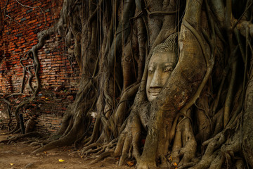 Buddha head in tree roots