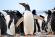 Gentoo Penguins (Pygoscelis papua) Falkland Islands.