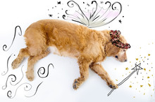 Cute English Cocker Spaniel Fairy Puppy In Front Of A White Background With Wings And Magic Wand Sketch