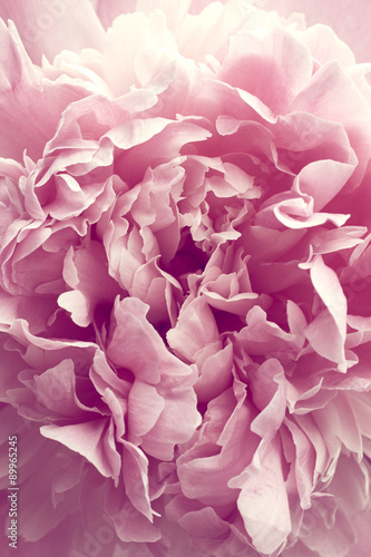 Peony flower