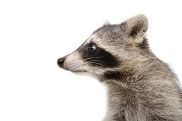 Wall Mural - portrait of a raccoon in profile, closeup