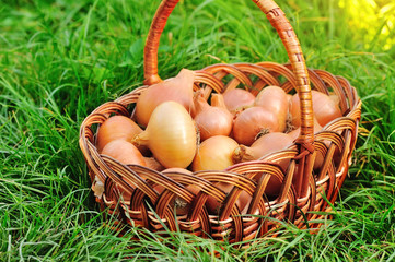 Wall Mural - Fresh onions in basket on grass